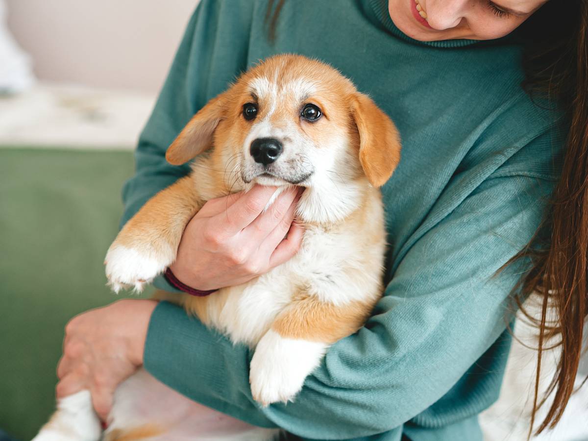 Woman comforting her Corgi