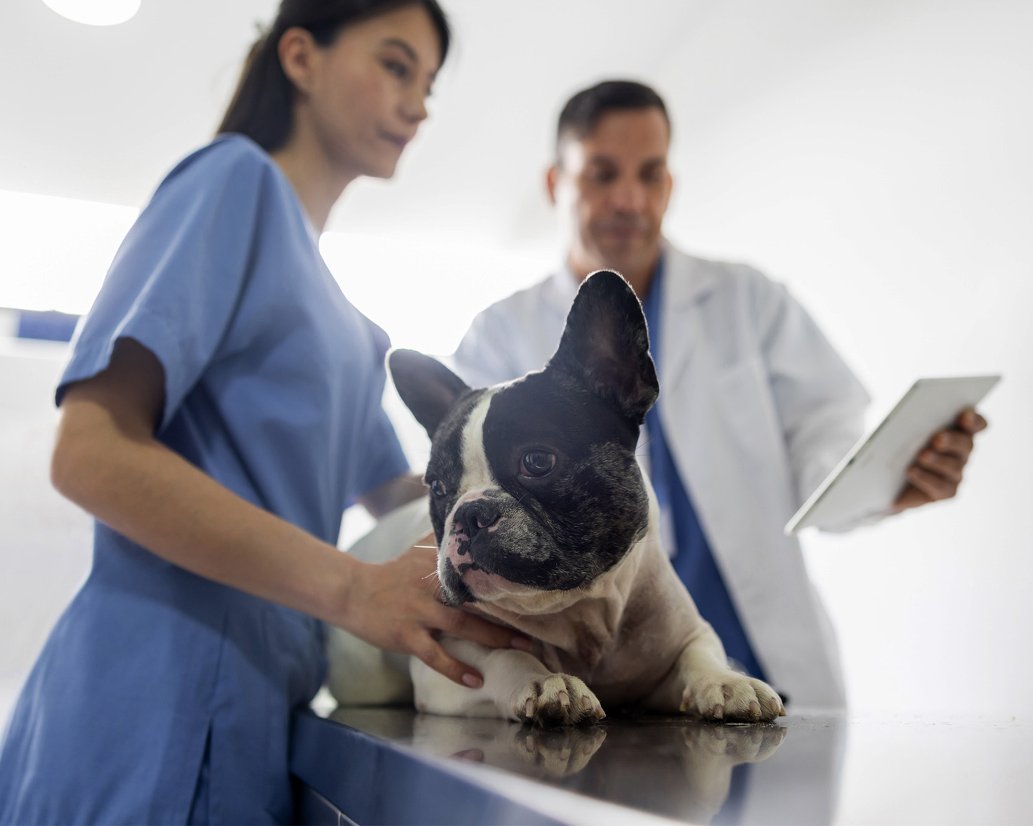 French Bulldog at a veterinarian surgery being examined by two vets