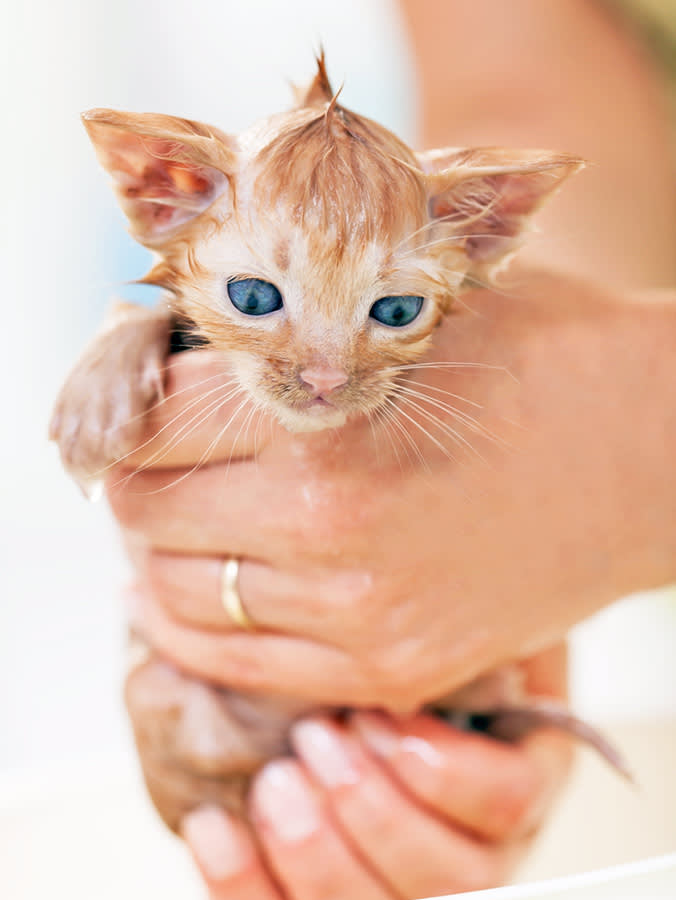 Small orange kitten getting a bath.