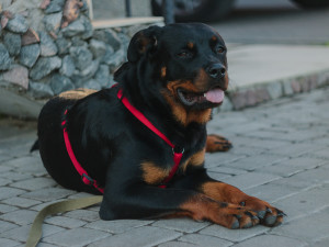 A Rottweiler dog wearing a bright red harness leash while sitting on the stone ground outside