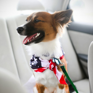 A dog wearing an american flag bandana in backseat of car