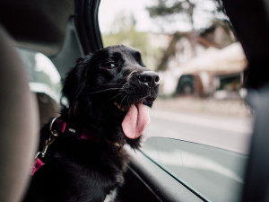 A black dog sticking its head out of a window in a car. 