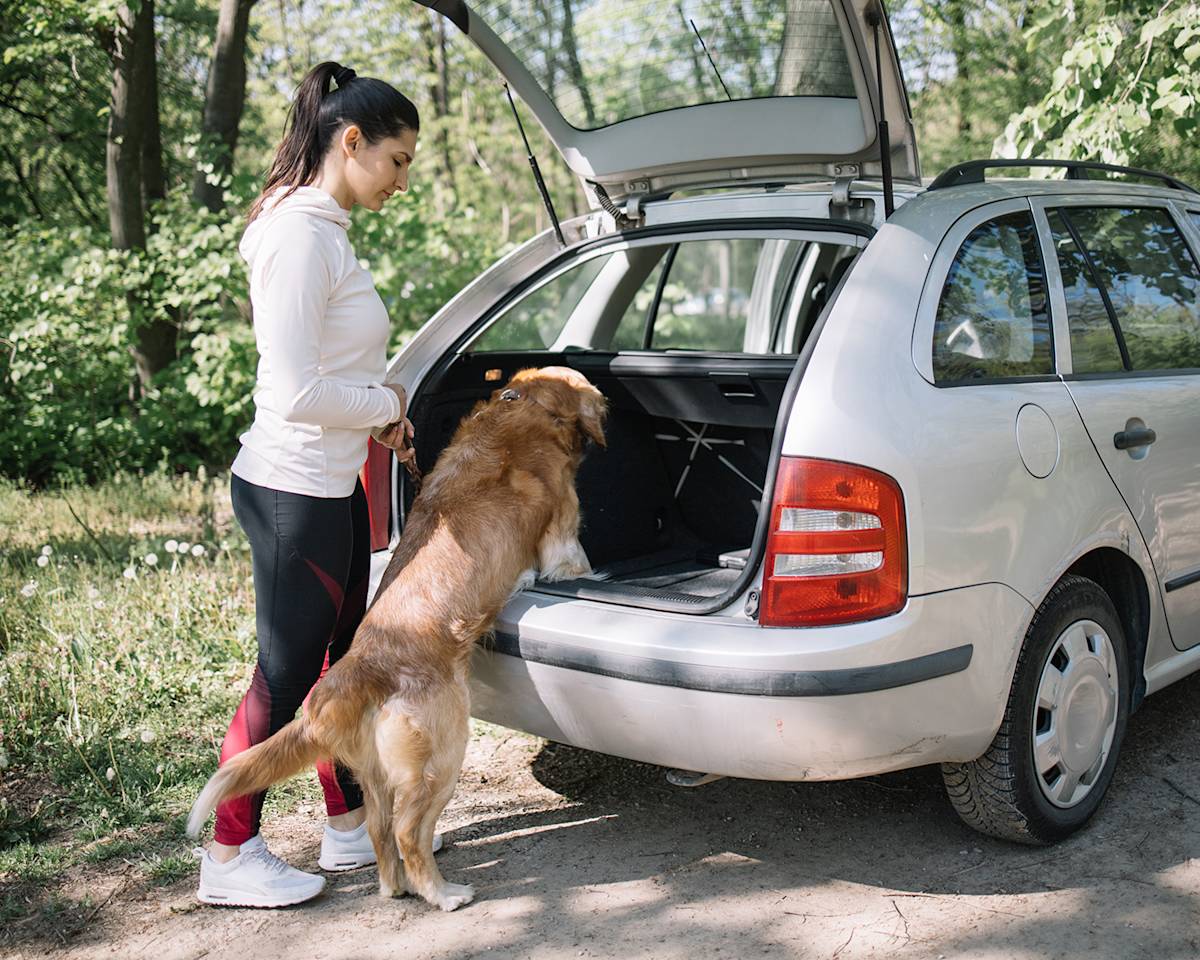 woman helping golden retriever dog into the boot of a car