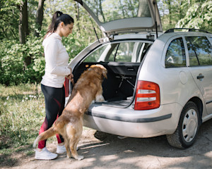 woman helping golden retriever dog into the boot of a car
