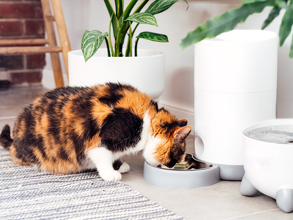 Calico cat eating food from an automatic feeder at home.