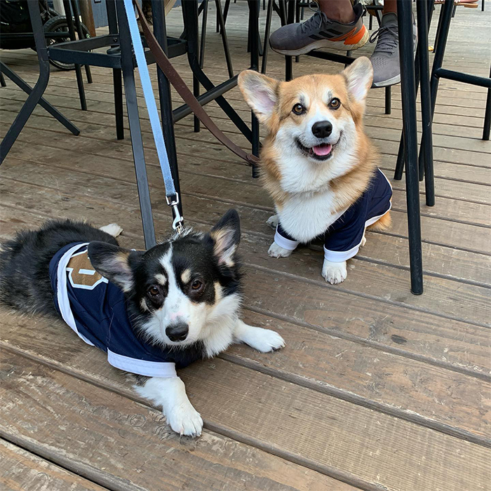 two dogs sit outside at The Rambler