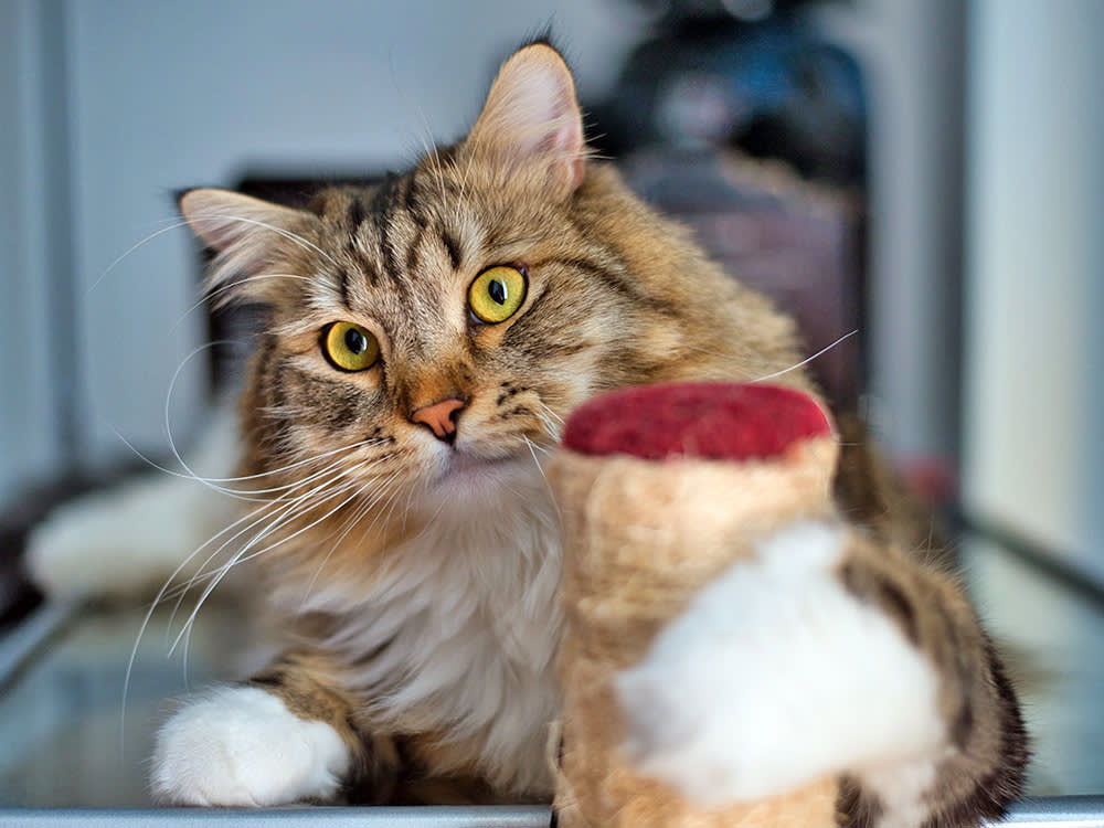 An orange-colored cat plays with a toy.