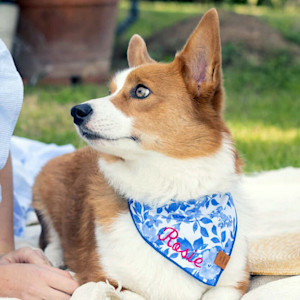 dog wearing a banana that says "Rosie"