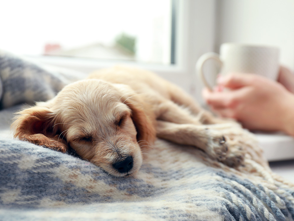 Sleepy puppy at home during winter.