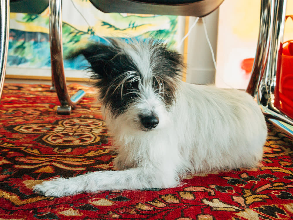 Sami Miró's small white rescue dog, Sunnie, on a red rug