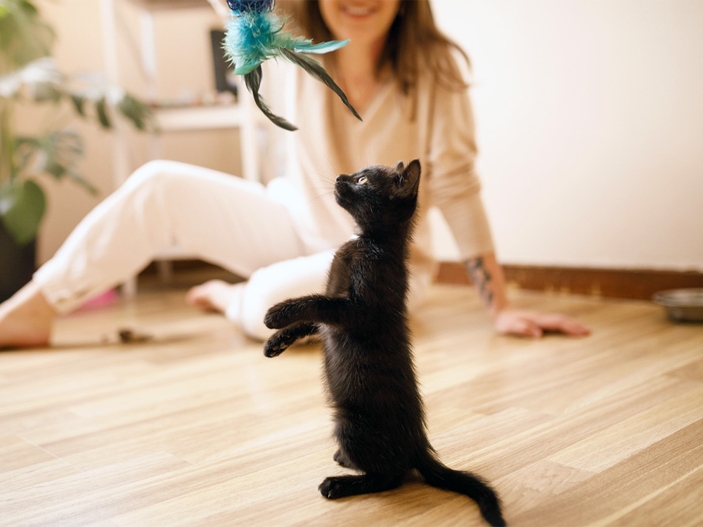 5 Kitten Behavioral Milestones You Should Know · The Wildest