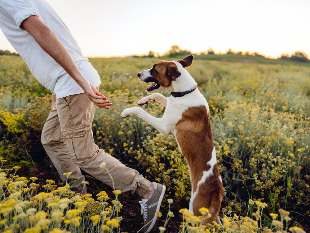 dog running through a field of yellow flowers jumping up at their pet parent