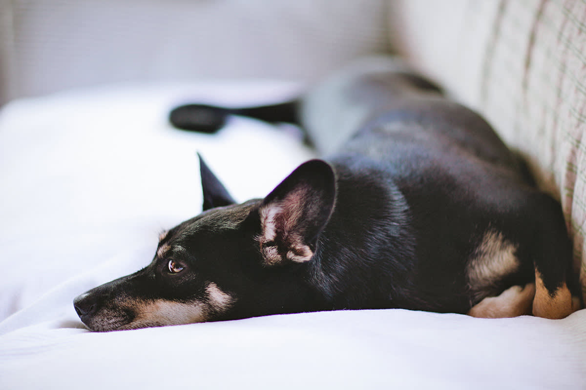 black dog laying on the bed