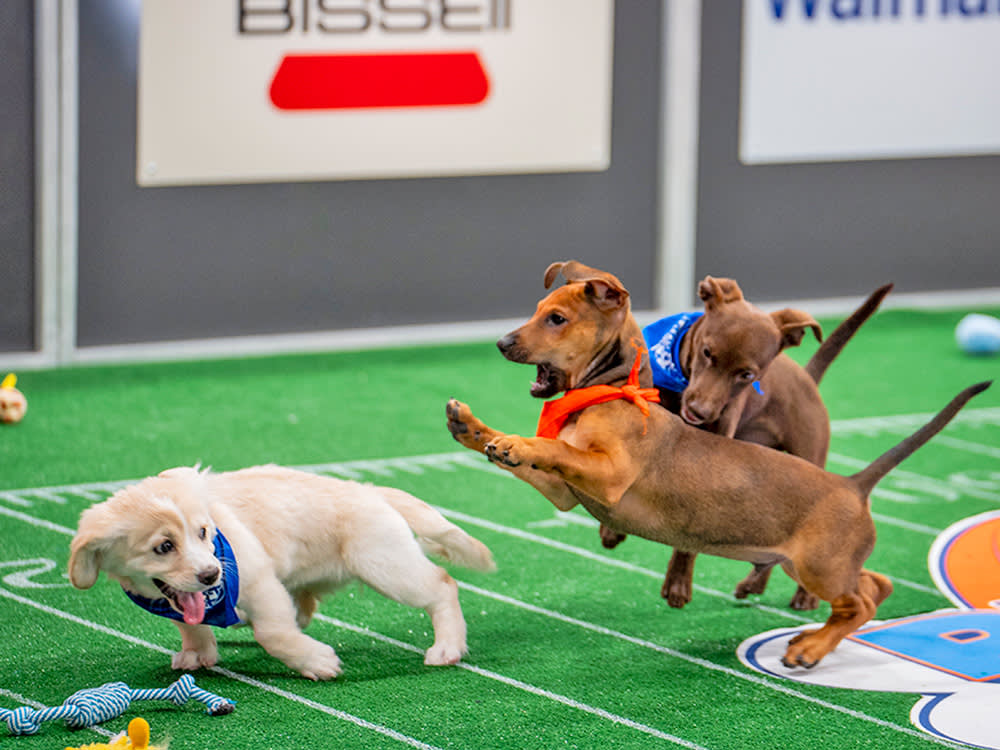 Puppies playing at the puppy bowl.