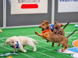 Puppies playing at the puppy bowl.