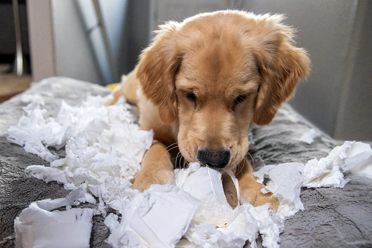 Dog chewing paper