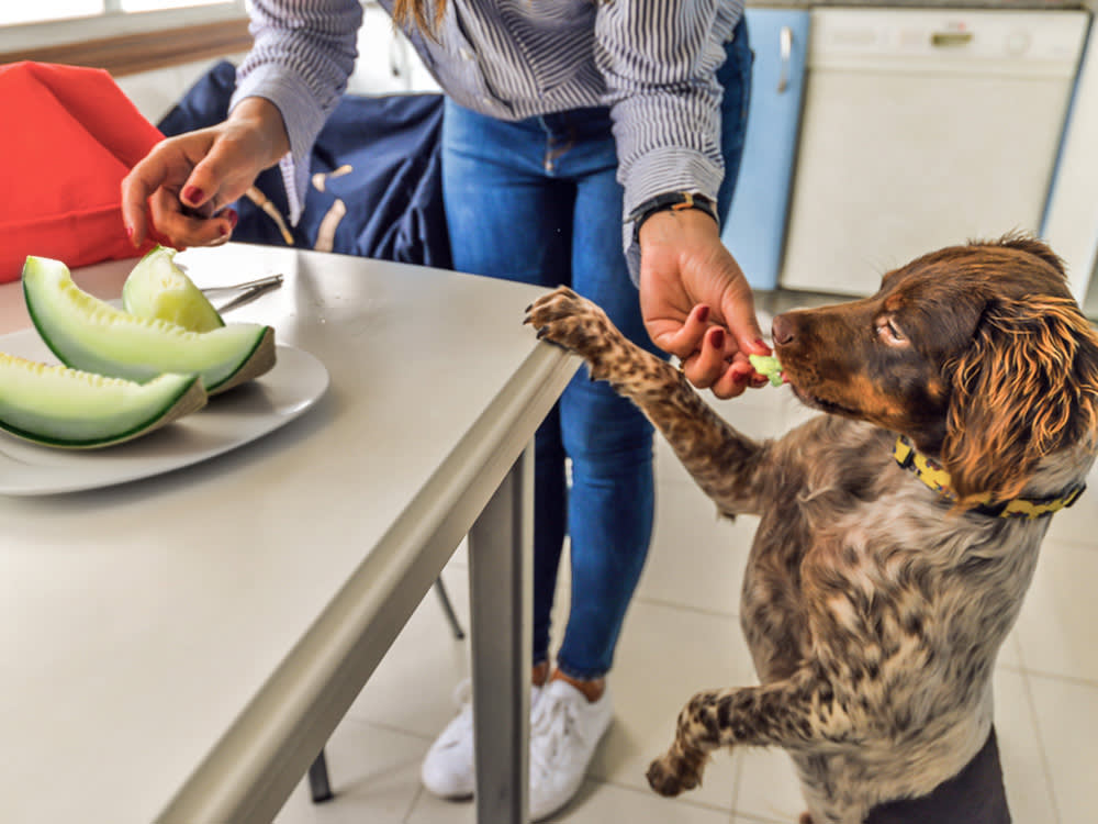 Woman feeding her dog a piece of honeydew melon in the kitchen.