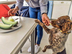 Woman feeding her dog a piece of honeydew melon in the kitchen.