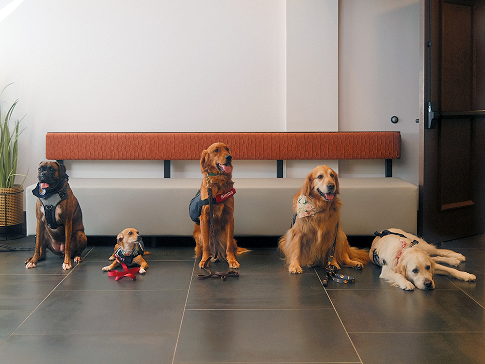 therapy dogs pose while at The Summit for a day of work 