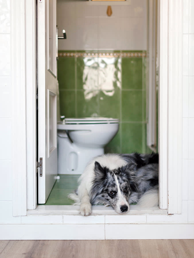 picture of an australian shepherd dog lying next to the toilet