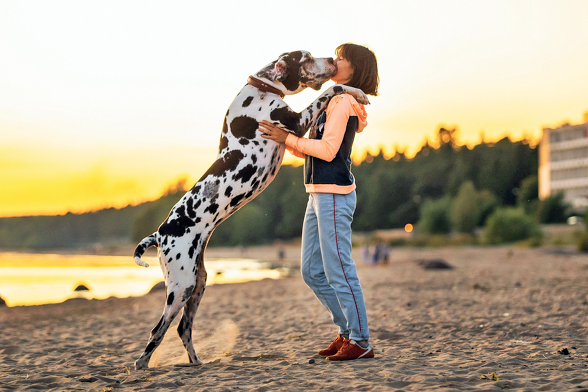 Great Dane climbing on a person