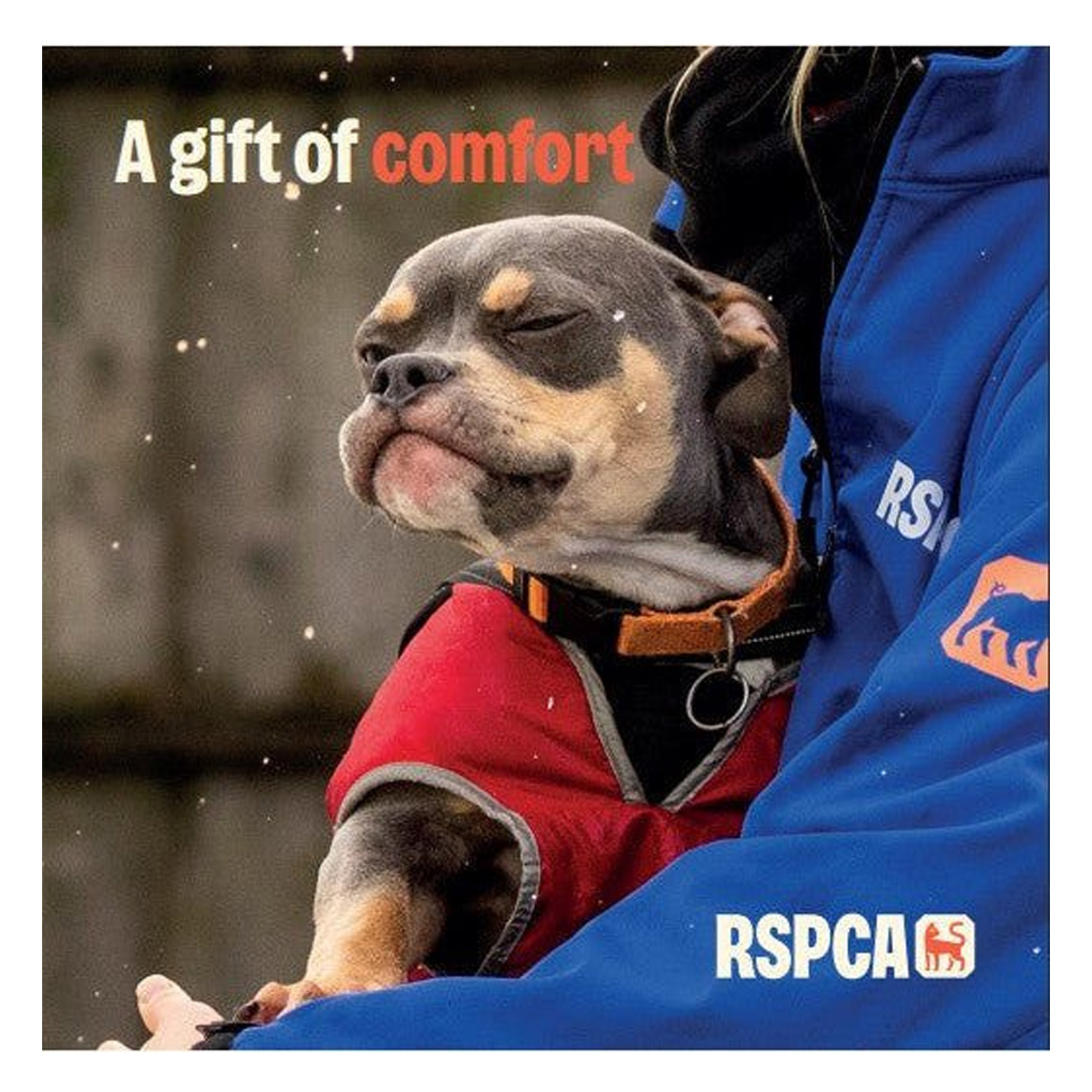 A Gift of Comfort RSPCA Dog Charity Gift Card

