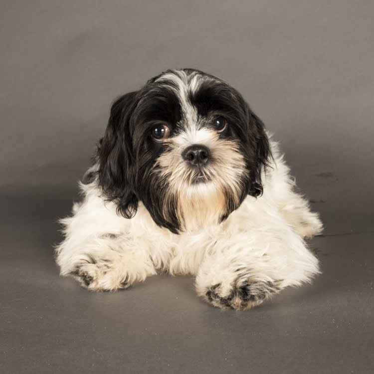 Mr. Tinkles puppy bowl 