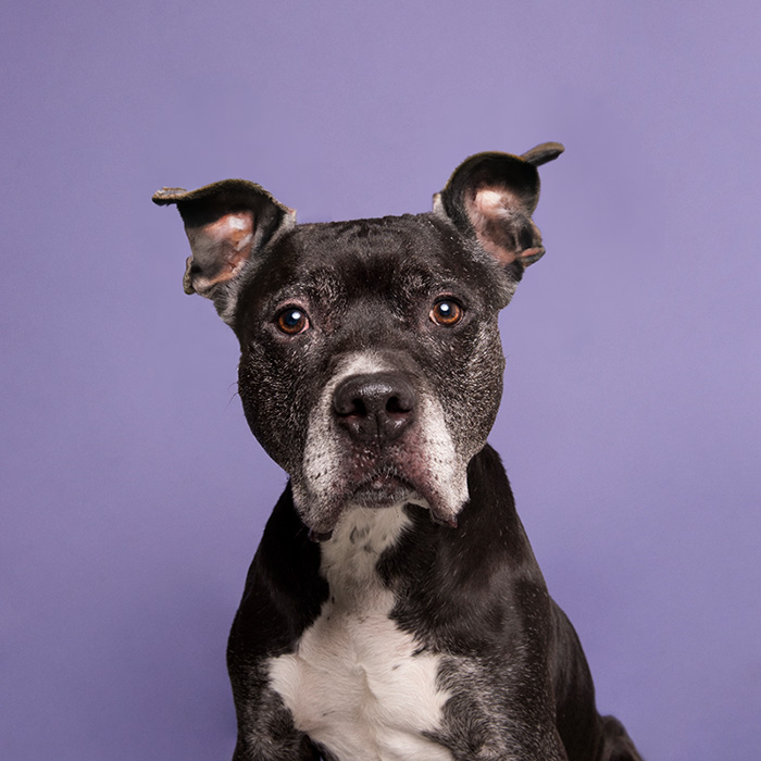 a black and white dog with uncropped ears
