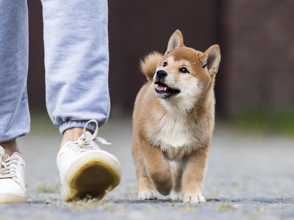 A puppy walking without a leash outside next to owner 