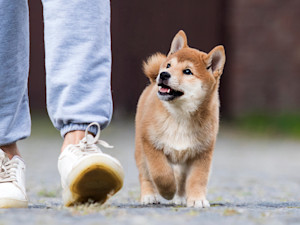 A puppy walking without a leash outside next to owner