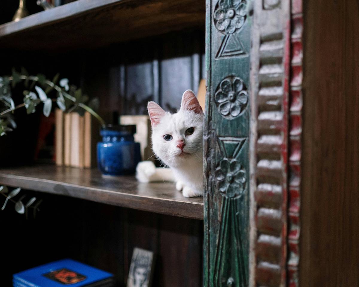 Cat hiding on a book shelf