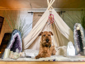 Dog sitting in a tent surrounded by candles and crystals