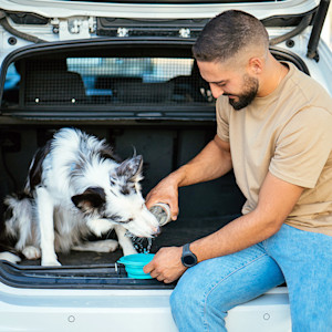 Man giving his dog some water in the trunk of his car.