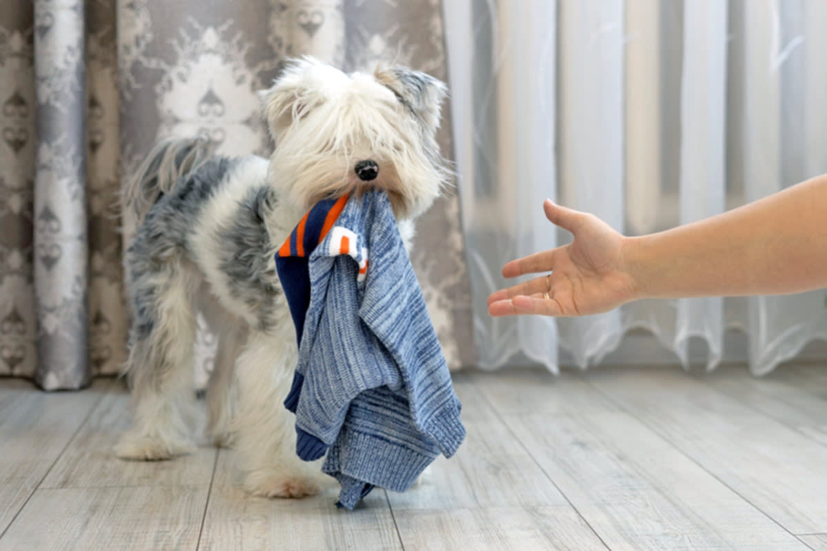 dog with underwear in mouth