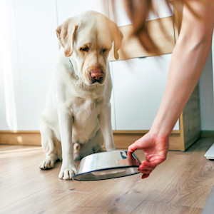 Dog looking at food bowl at home.