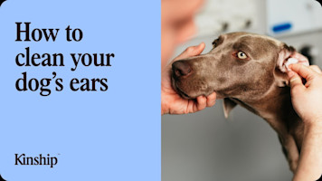 How to Safely Clean Your Dog's Ears at Home