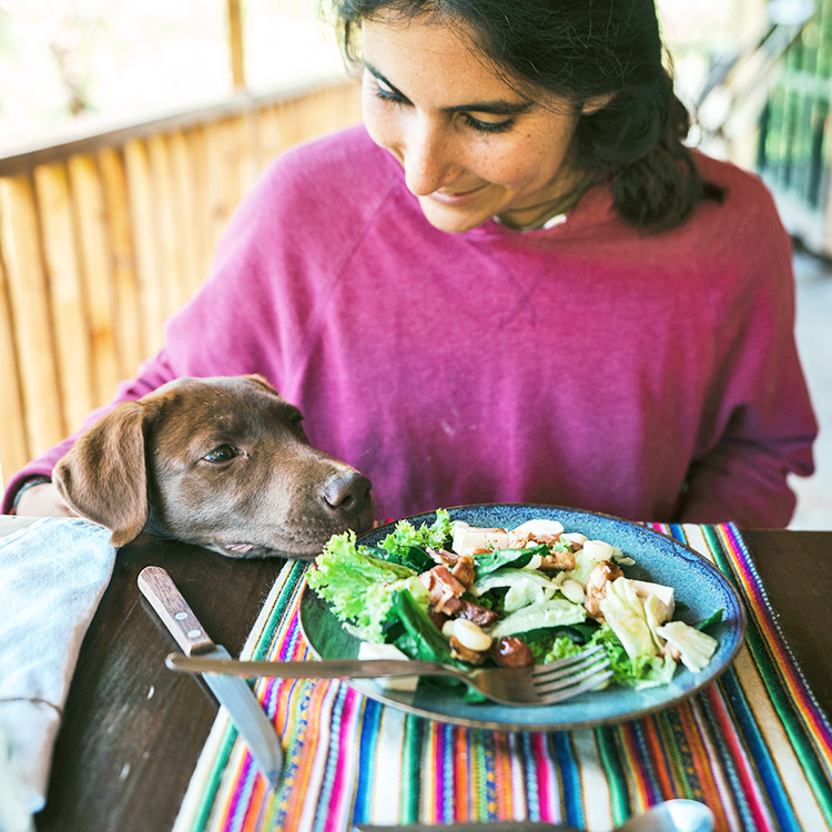 Labrador puppy watching as woman eats a salad at the table.