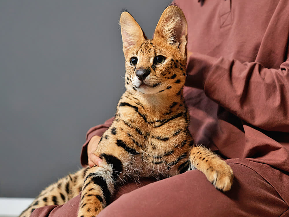African Serval