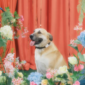 Dog sitting in front of orange curtain, surrounded by ornamental flowers