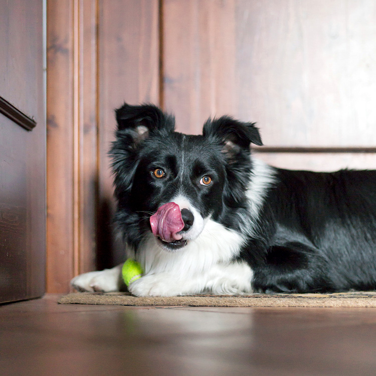 Border Collie dog licking his lips at home.