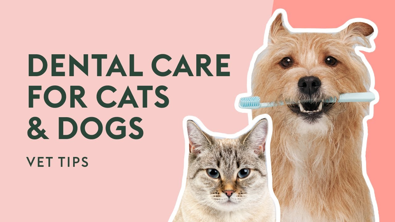 How to Keep Cat & Dog Teeth Healthy | Vet Tips