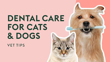 How to Keep Cat & Dog Teeth Healthy | Vet Tips