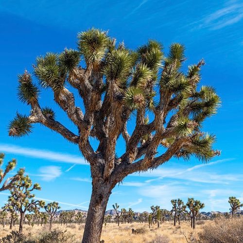 Joshua tree in the desert against a fiercely blue sky.}}