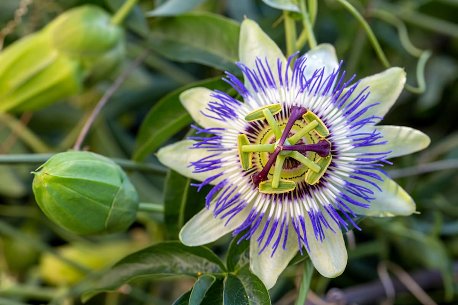 Пасифлора (Passiflora): властивості, дія, побічні ефекти