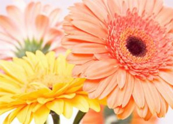 flower delivery hollister ca