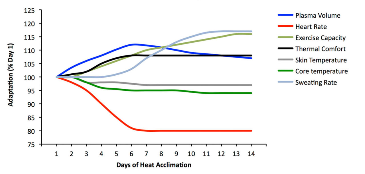 Timeline of physical adaptations in HA. Source: https://pubmed.ncbi.nlm.nih.gov/25943654/