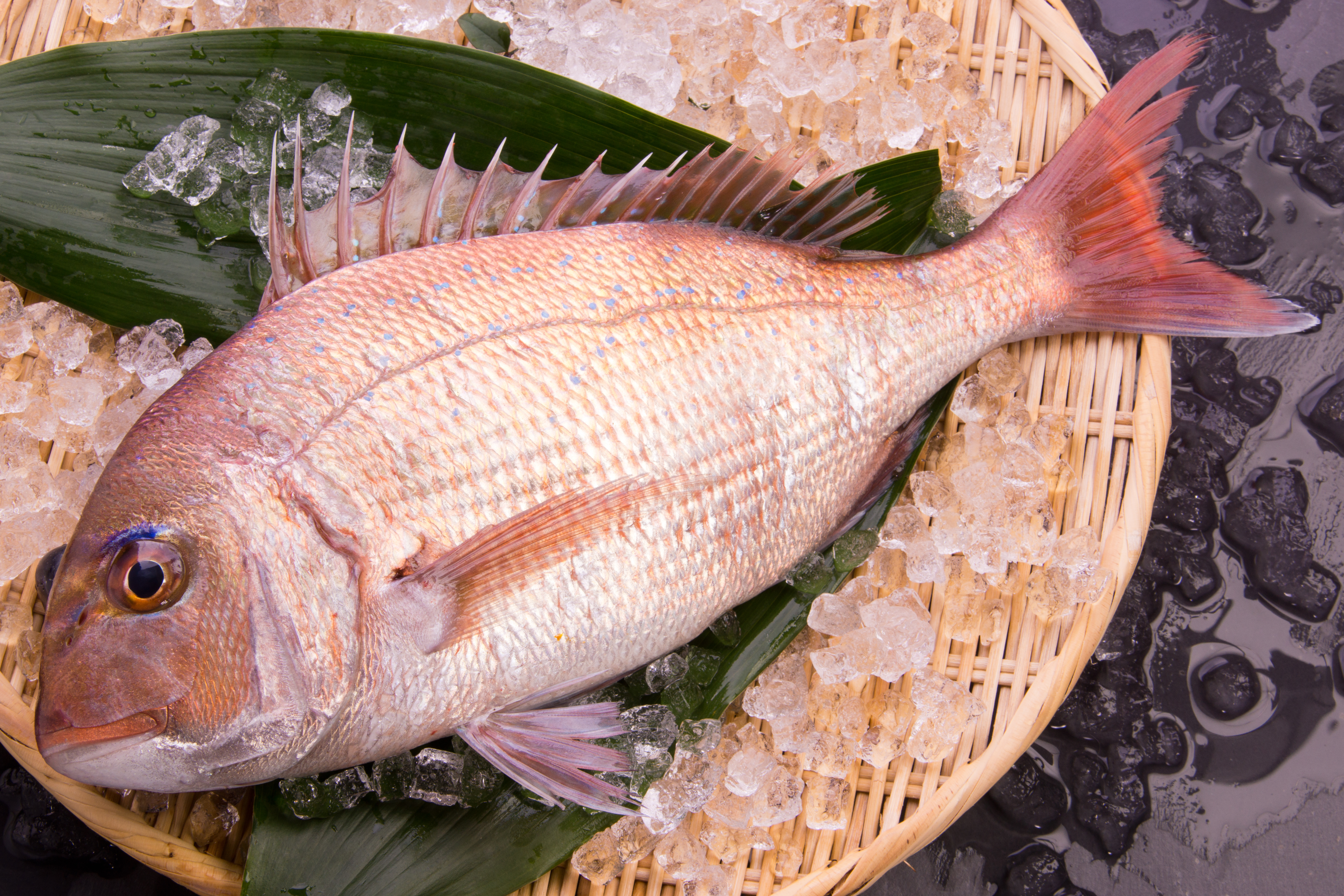 Sea Bream (Tai & Kasugo)