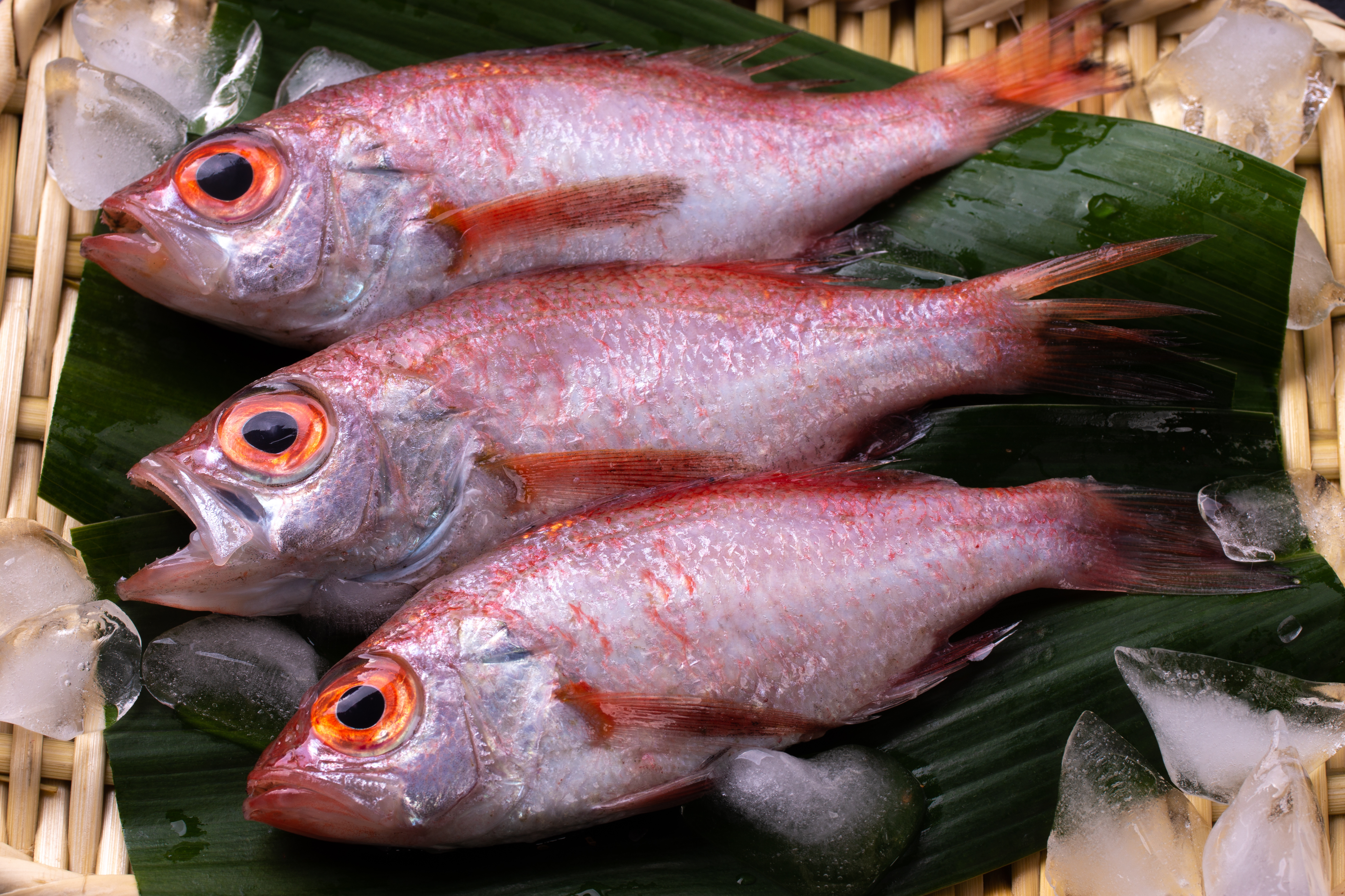 Nodoguro (Blackthroat seaperch)