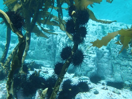uni_with shell