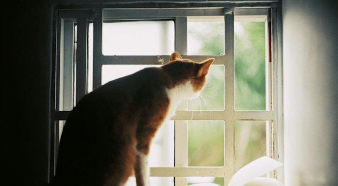 Ginger and white cat looking out a window